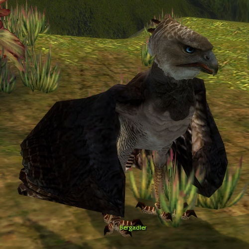 Datei:Bergadler (Sammler).jpg