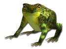 Besuch des Froschs-Frosch.png