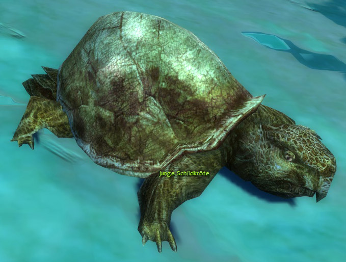 Datei:Junge Schildkröte.jpg