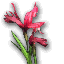 Rote Schwertlilie icon.png