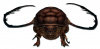 Käfer-Metamorphose-Avatar.jpg