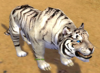 Weißer Tiger (Sammler).jpg