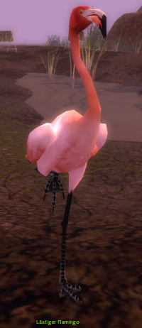 Lästiger Flamingo.jpg