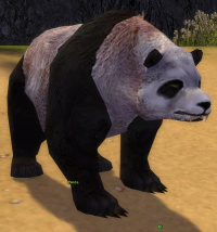 Panda (Sammler).jpg