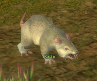 Ratte.jpg