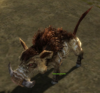 Warzenschwein (Sammler).jpg