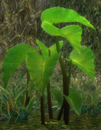 Taro-Pflanze.jpg