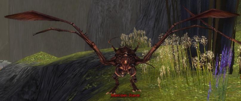 Datei:Mantiden-Starrer.jpg