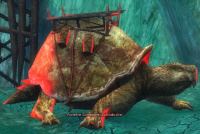 Violette Schlepper-Schildkröte.jpg