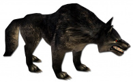 Schwarzer Wolf