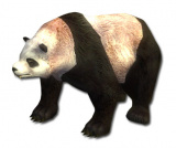 Miniatur-Panda.jpg