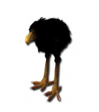 Schwarzes Moa-Küken.jpg