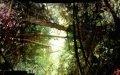 Ladebildschirm (Maguuma-Dschungel).jpg