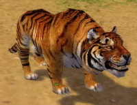 Tiger (Sammler).jpg