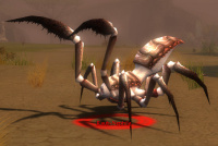 Raub-Nephila.jpg