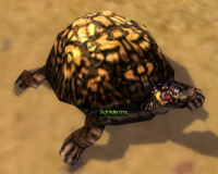 Schildkröte (Sammler).jpg