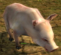 Schwein (Sammler).jpg