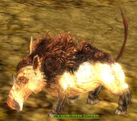 Preisgekröntes Schwein.jpg