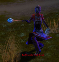 Zuchtmeister Sadi-Belai.jpg